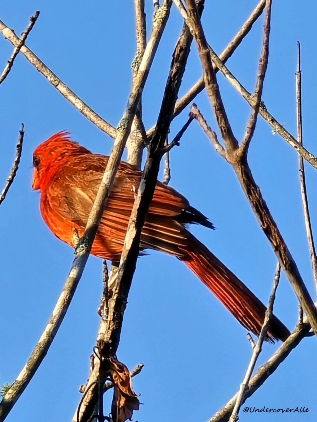 When Cardinals Appear: From Symbolism to&nbsp;Superstition